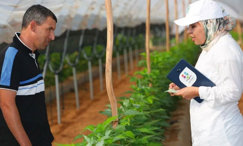 OCP-Al Moutmir : Plus de 1.500 plateformes de démonstration de l'olivier en 2020-2021