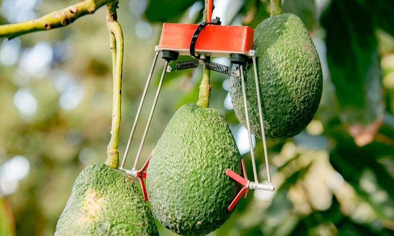 Smart agriculture : SupPlant pose pied au Maroc