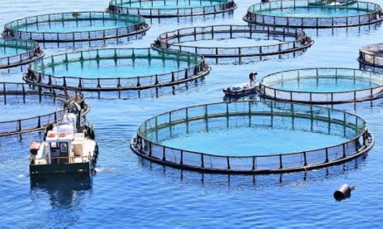Projet d'écloserie de poissons à Tahaddart : Deux groupements retenus par l’ANDA