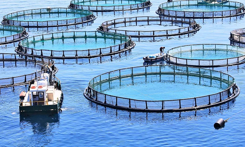 Aquaculture : les objectifs 2022 de l'ANDA pour développer le secteur 